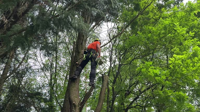 Reliable Pion Hills, CA Tree Removal and Landscaping Services Solutions